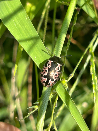 Calligrapha sp.