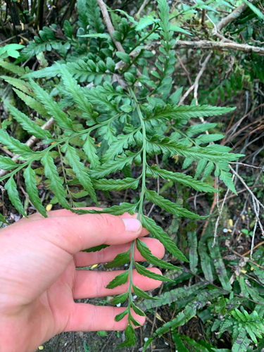 Asplenium bulbiferum observed 2026-10-26