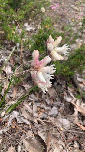 Conostylis setosa (Conostylis setosa)