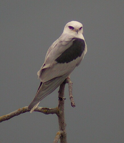 White-tailed Kite