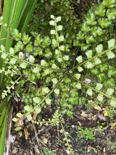 Phyllocladus trichomanoides observed 2026-10-26