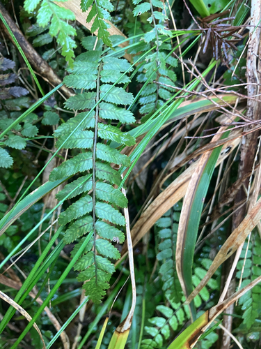 Icarus filiformis observed 2026-10-26