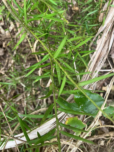 Podocarpus totara observed 2026-10-26