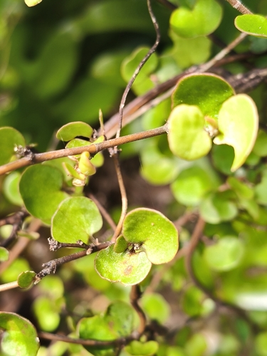 Muehlenbeckia complexa observed 2026-10-26