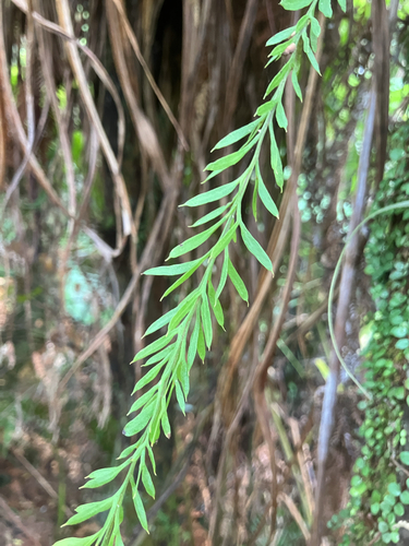 Tmesipteris observed 2026-10-26