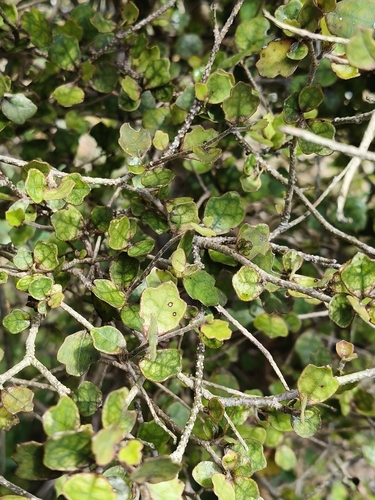 Pennantia corymbosa observed 2026-10-26