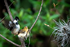 Sporophila morelleti