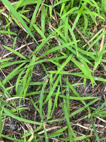 Arthropodium candidum observed 2026-10-26
