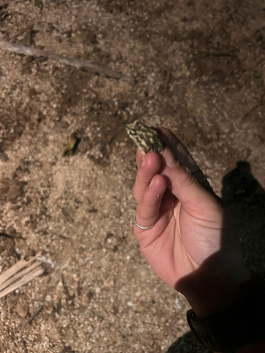 Couch's Spadefoot