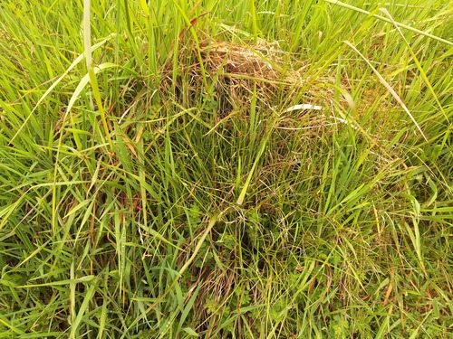 Carex leporina, 2026-10-25