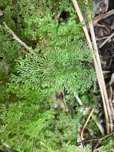 Hymenophyllum australe observed 2026-10-26