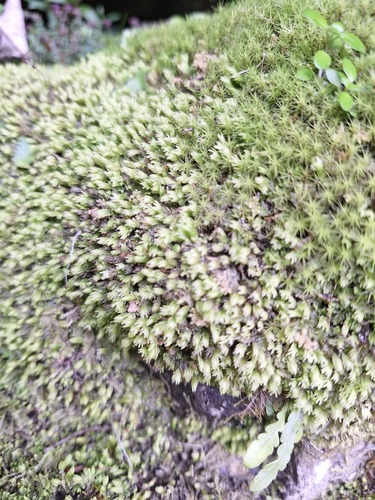 Fissidens observed 2026-10-25