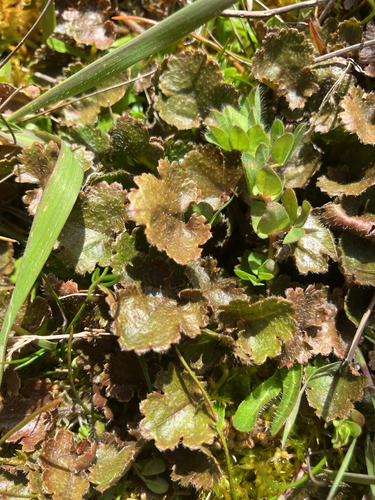 Gunnera observed 2026-10-26