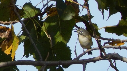 Blue-headed Vireo