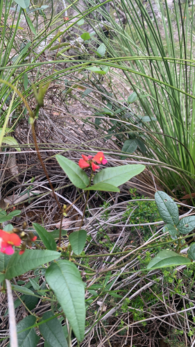 Kennedia coccinea observed 2026-10-26