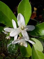 Citrus × latifolia