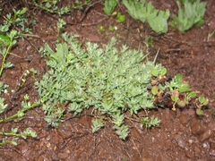 Paronychia franciscana