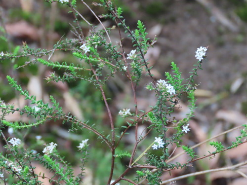 Leucopogon microphyllus observed 2026-10-21