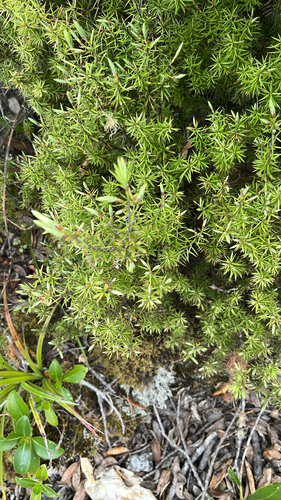 Leptecophylla juniperina observed 2026-10-26