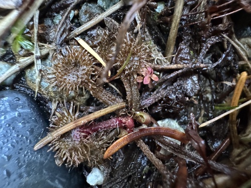 Drosera rotundifolia observed 2026-10-25