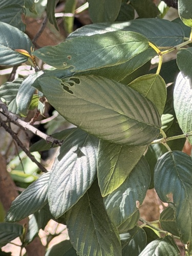 Tullidora