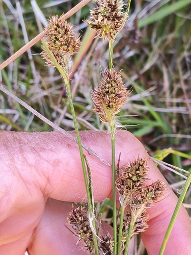 Luzula campestris observed 2026-10-26