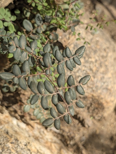 Pellaea andromedifolia, 2026-10-25