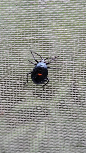 California Bordered Plant Bug