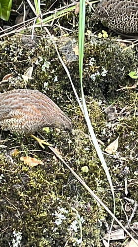 Synoicus ypsilophorus observed 2026-10-26