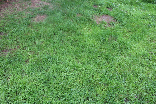 Poa supina, 2026-08-05