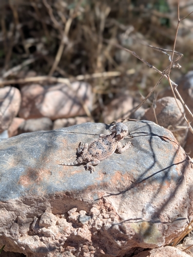 Phrynosoma platyrhinos, 2026-10-25