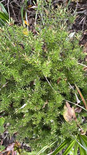 Leptecophylla juniperina observed 2026-10-26
