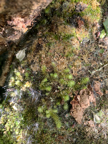 Ptychomnion aciculare observed 2026-10-26
