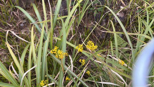 Patrinia scabiosifolia observed 2026-09-22