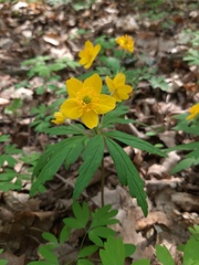 Anemonoides ranunculoides