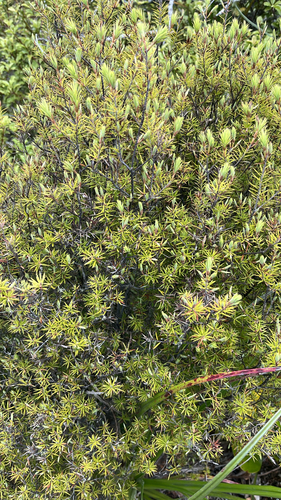 Leptecophylla juniperina observed 2026-10-26