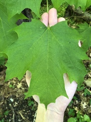 Acer saccharum