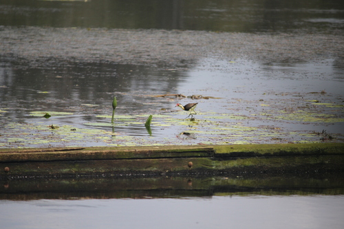 Irediparra gallinacea observed 2026-10-26