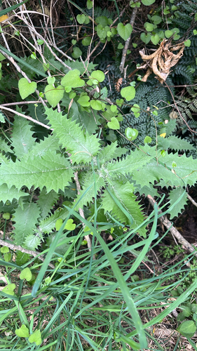 Urtica ferox observed 2026-10-26