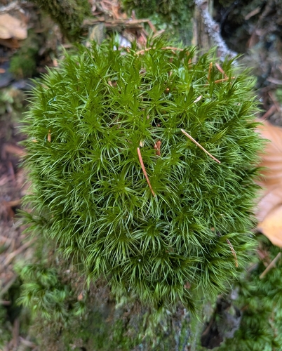 Dicranum scoparium observed 2026-10-24