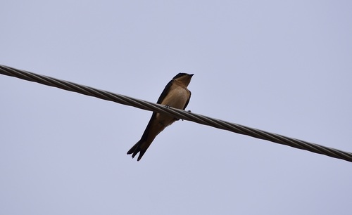 Barn Swallow
