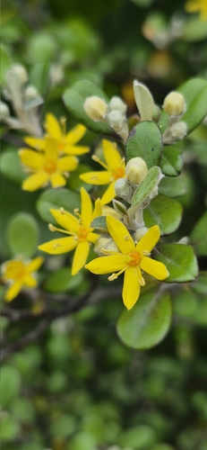 Corokia cotoneaster observed 2026-10-23