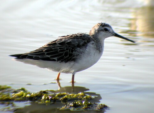 Wilson's Phalarope