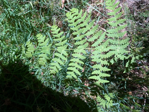 Histiopteris incisa observed 2026-10-26