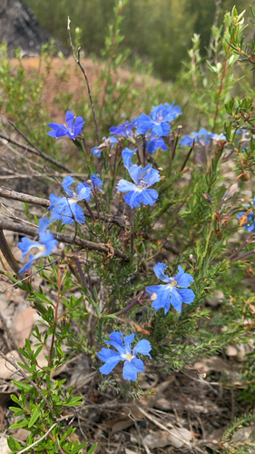 Leschenaultia biloba observed 2026-10-26