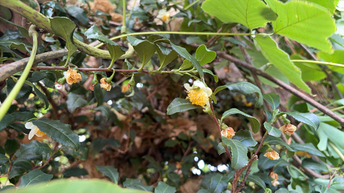 Camellia sinensis observed 2026-10-21