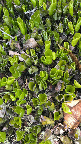 Hymenophyllum nephrophyllum observed 2026-10-26