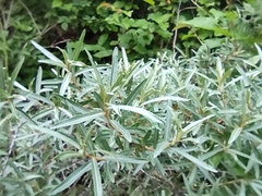 Hippophae