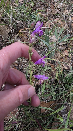 Penstemon observed 2026-10-25