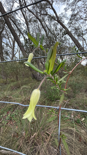 Billardiera scandens observed 2026-10-25